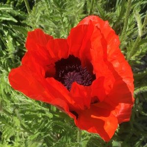 Meet your Posher, Brittney